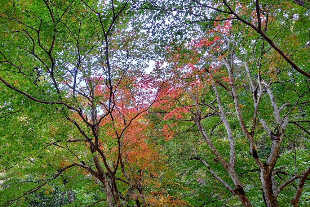 上丹生では紅葉し始めております。